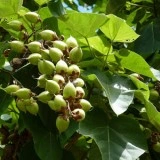 Arborele Printesei-Paulownia tomentosa - Img 4