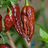 Ardei iute Bhut Jolokia Chocolate
