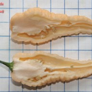 Ardei iute Bhut Jolokia Peach