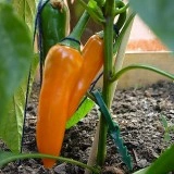 Ardei iute Bulgarian Carrot