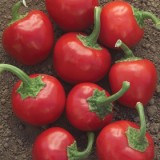 Ardei iute Cherry