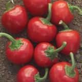 Ardei iute Cherry - Img 2