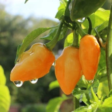 Ardei iute Habanero Adalberto