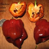 Ardei iute Habanero Chocolate