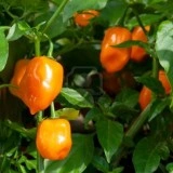 Ardei iute Habanero Orange
