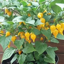 Ardei iute Pimenta de Bico Yellow
