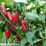 Ardei iute Tam jalapeno - Img 2