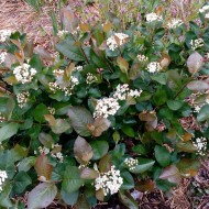 Aronia melanocarpa nero