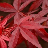 Artar japonez-Acer palmatum atropurpurea - Img 3