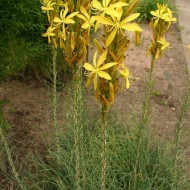 Asphodeline lutea