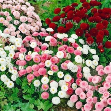 Banutei-Bellis Perennis Pomponette mix - Img 3
