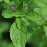 Busuiocul cerbilor-Mentha pulegium - Img 4