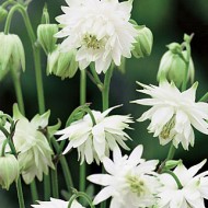 Caldarusa-Aquilegia vulgaris Lime Sorbet