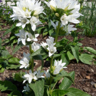 Campanula Glomerata Alba