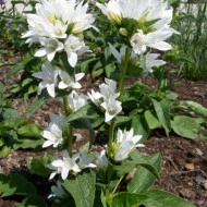 Campanula Glomerata Alba - Img 2