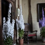 Campanula Pyramidalis mix