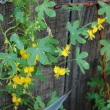 Canary creeper-Tropaeolum peregrinum