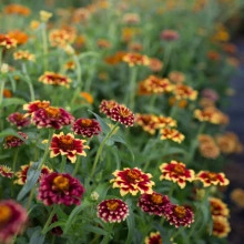 Carciumareasa Mexicana-Zinnia Haageana - Img 5