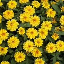 Carciumareasa Profusion double Yellow - Img 3