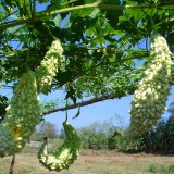 Castravete amar-Momordica charantia