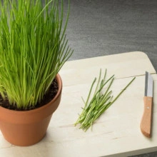 Ceapă de tuns-Chives