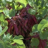 Cercis siliquastrum-Arborele Iudei - Img 3