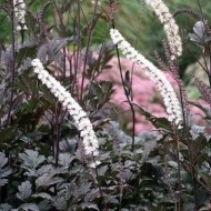 Cimicifuga Racemosa Atropurpurea