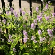Ciumărea-Galega officinalis
