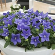 Clopotel chinezesc-Platycodon grandiflora Astra Blue - Img 2