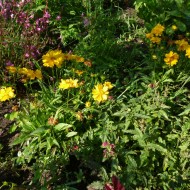 Coreopsis grandiflora Early Sunrise