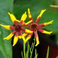 Coreopsis tinctoria Mardi Gras - Img 4