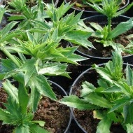 Coriandru Mexican-Eryngium Foetidum - Img 2