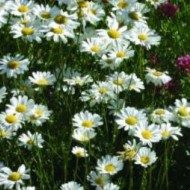 Crizantema sălbatică-Tanacetum cinerariifolium