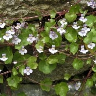 Cymbalaria Muralis-Kenilworth Iedera - Img 2