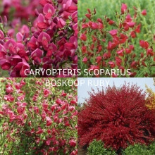 Cytisus Boskoop Ruby - Img 1