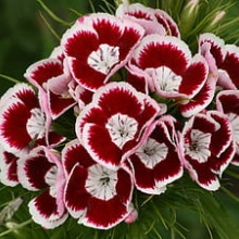 Dianthus barbatus-Garoafa turceasca Holborn Glory