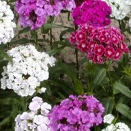 Dianthus barbatus-Garoafa turceasca - Img 2
