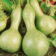 Dovleac decorativ Bottle Gourd
