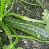 Dovlecel zucchini Cocozelle - Img 3