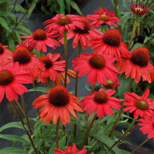 Echinacea Lakota red
