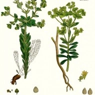 Euphorbia Lathyris-Planta Anticartita - Img 5