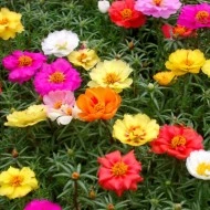Flori de piatra-Portulaca Grandiflora