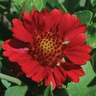 Gaillardia Aristata Arizona Red - Img 2
