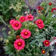 Gaillardia Aristata Burgunder - Img 2