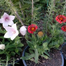 Gaillardia Fanfare Blaze - Img 3