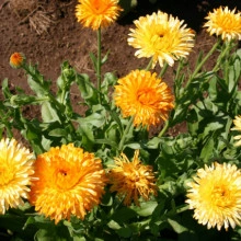 Galbenele-Calendula Off.Apricot Beauty - Img 3
