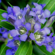 Gentiana Dahurica
