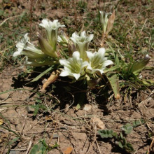 Gentiana Straminea