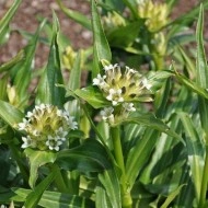 Gentiana Tibetica - Img 5