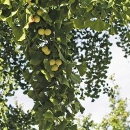 Ginkgo Biloba - Img 2